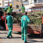 Mudas de acacias