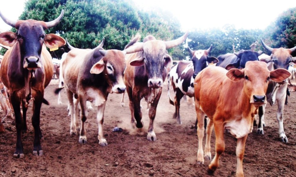 Campo Experimental (36)